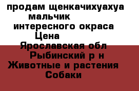 продам щенкачихуахуа, мальчик(18.02.17) интересного окраса › Цена ­ 12 000 - Ярославская обл., Рыбинский р-н Животные и растения » Собаки   